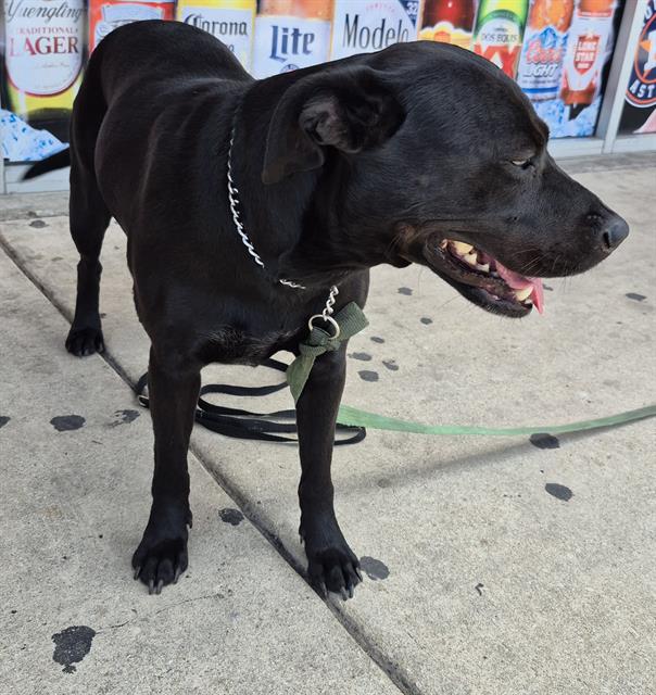 adoptable Dog in San Antonio, TX named YASMIN