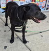 adoptable Dog in  named SABLE