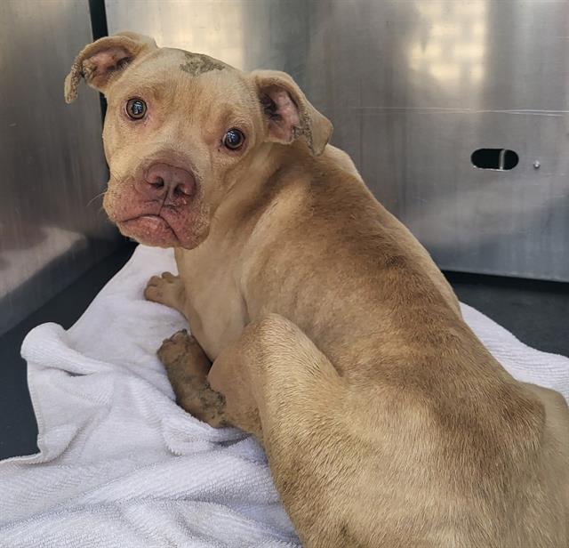 adoptable Dog in San Antonio, TX named HERCULES