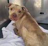 adoptable Dog in  named HERCULES