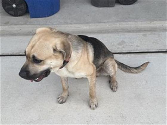 adoptable Dog in San Antonio, TX named RUFUS