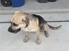adoptable Dog in  named RUFUS