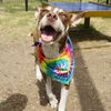 adoptable Dog in  named CINNAMON