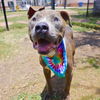 adoptable Dog in  named JAX