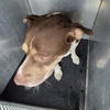 adoptable Dog in  named NANI