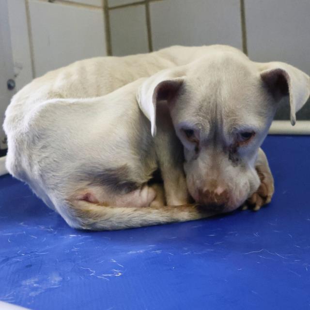 adoptable Dog in San Antonio, TX named ROSE