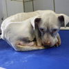adoptable Dog in  named ROSE