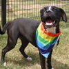 adoptable Dog in  named ASH