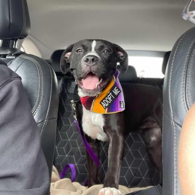 adoptable Dog in San Antonio, TX named ASH