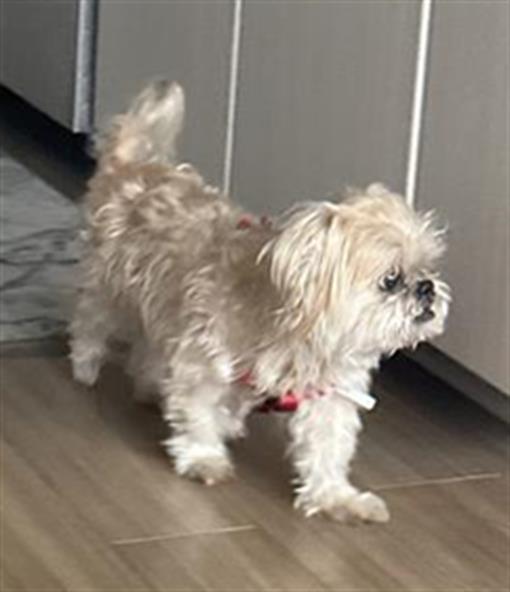 adoptable Dog in San Antonio, TX named CODY