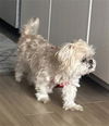 adoptable Dog in  named CODY