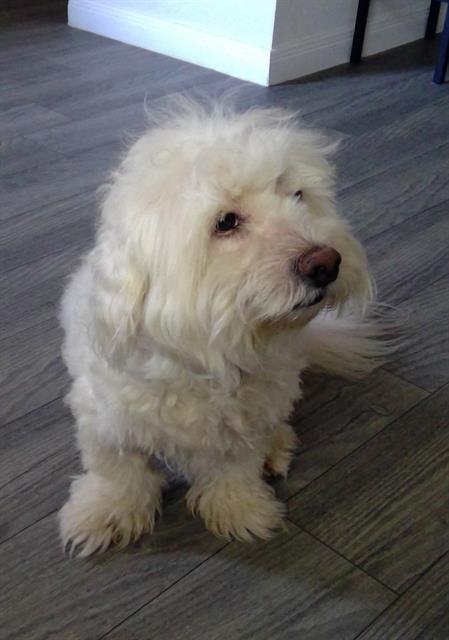 adoptable Dog in San Antonio, TX named CULLAM