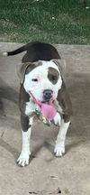 adoptable Dog in  named ZEUS