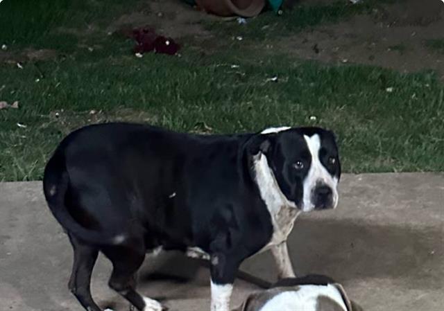adoptable Dog in San Antonio, TX named DE SU