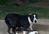 adoptable Dog in  named DE SU