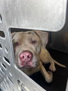 adoptable Dog in  named BLANCO FRITZIE