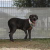 adoptable Dog in  named ALINA