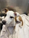 adoptable Dog in  named FAWN