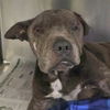 adoptable Dog in  named MARLEY