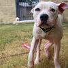 adoptable Dog in  named DIEGO