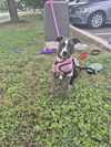 adoptable Dog in  named BUNNY