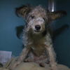 adoptable Dog in  named BUBBLES