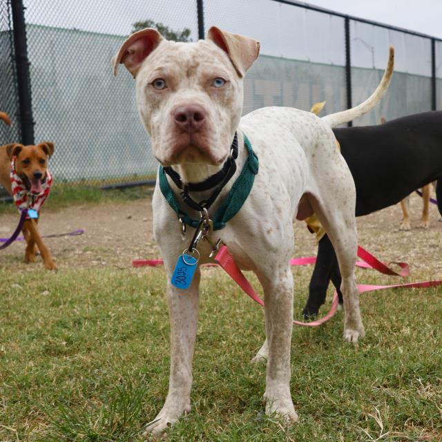 adoptable Dog in San Antonio, TX named RHINO