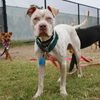 adoptable Dog in  named RHINO