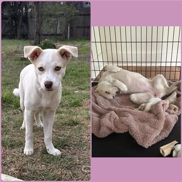 adoptable Dog in San Antonio, TX named BAMBI