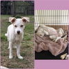 adoptable Dog in  named BAMBI