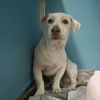 adoptable Dog in  named JACK
