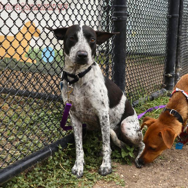 adoptable Dog in San Antonio, TX named DOLLY