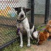 adoptable Dog in  named DOLLY