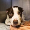 adoptable Dog in  named TITUS