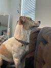 adoptable Dog in  named PIPER