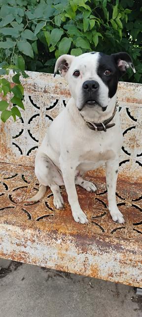 adoptable Dog in San Antonio, TX named DIESEL
