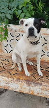adoptable Dog in  named DIESEL