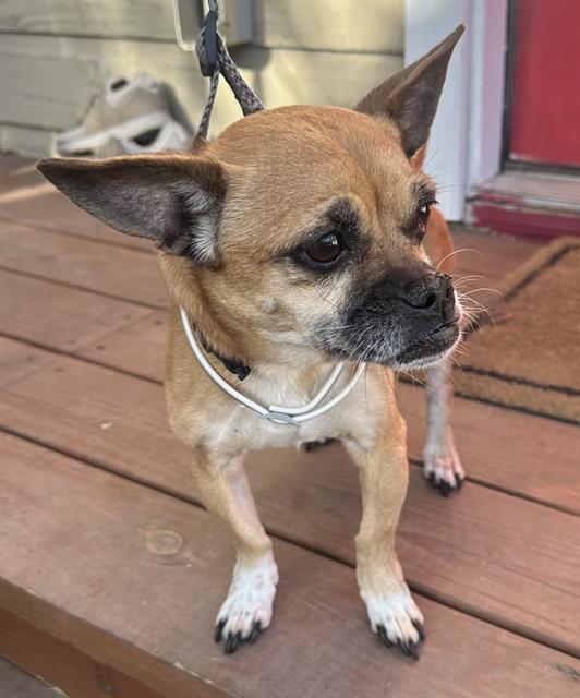 adoptable Dog in San Antonio, TX named CHLOE