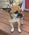 adoptable Dog in  named CHLOE