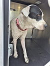 adoptable Dog in  named SUNFLOWER