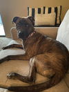 adoptable Dog in  named ODELL