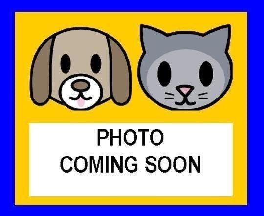 adoptable Cat in San Antonio, TX named VENUS