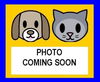 adoptable Cat in  named VENUS