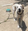 adoptable Dog in  named DOG 1