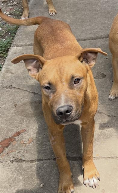 adoptable Dog in San Antonio, TX named DOG 2