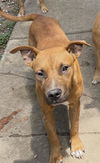 adoptable Dog in  named DOG 2