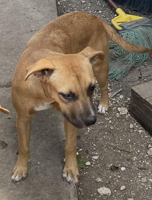 adoptable Dog in San Antonio, TX named DOG 3