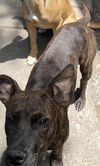 adoptable Dog in  named DOG 4