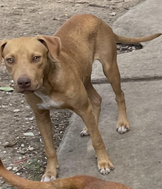adoptable Dog in San Antonio, TX named DOG 5
