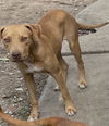 adoptable Dog in  named DOG 5